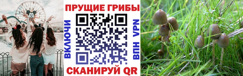 Псилоцибиновые грибы Psilocybe Красновишерск